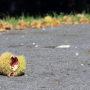 kastanien-dellen-im-autodach-wer-haftet-radio-hr1